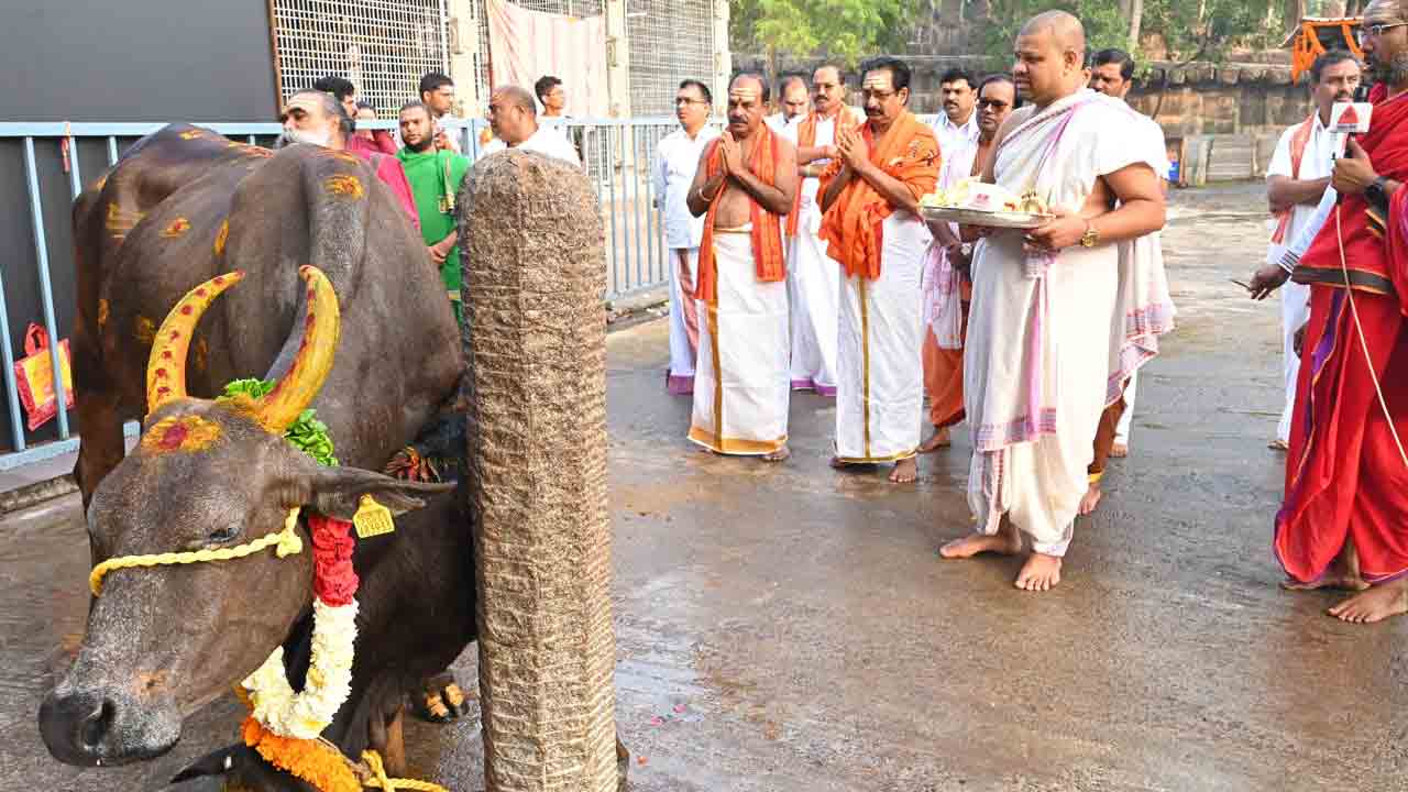 Srisailam Cowpuja1