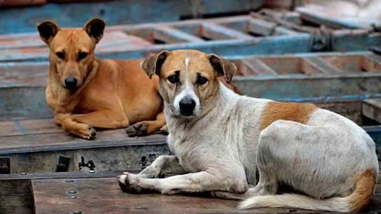 Stray dogs | భోపాల్‌లో వీధికుక్కల వీరంగం.. ఒక్కరోజే 40 మందిపై దాడి