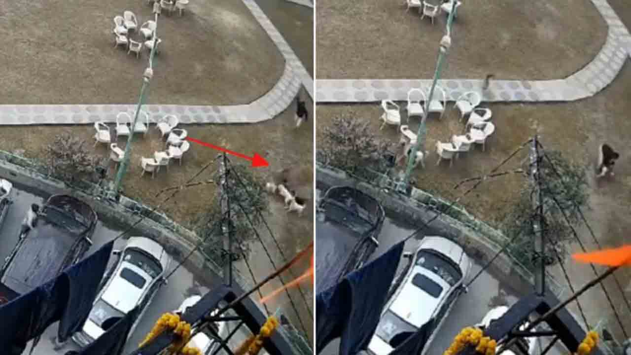 Watch: బాలుడిపై వీధి కుక్కలు దాడి.. కాపాడిన ఒక వ్యక్తి