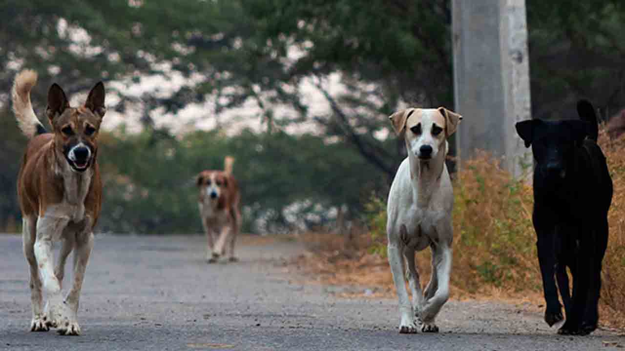 కుక్కల నిర్మూలనకు వీడీసీ చర్యలు