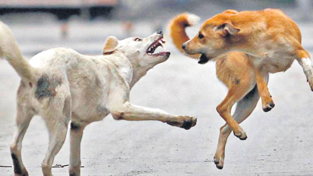 బౌబోయ్‌