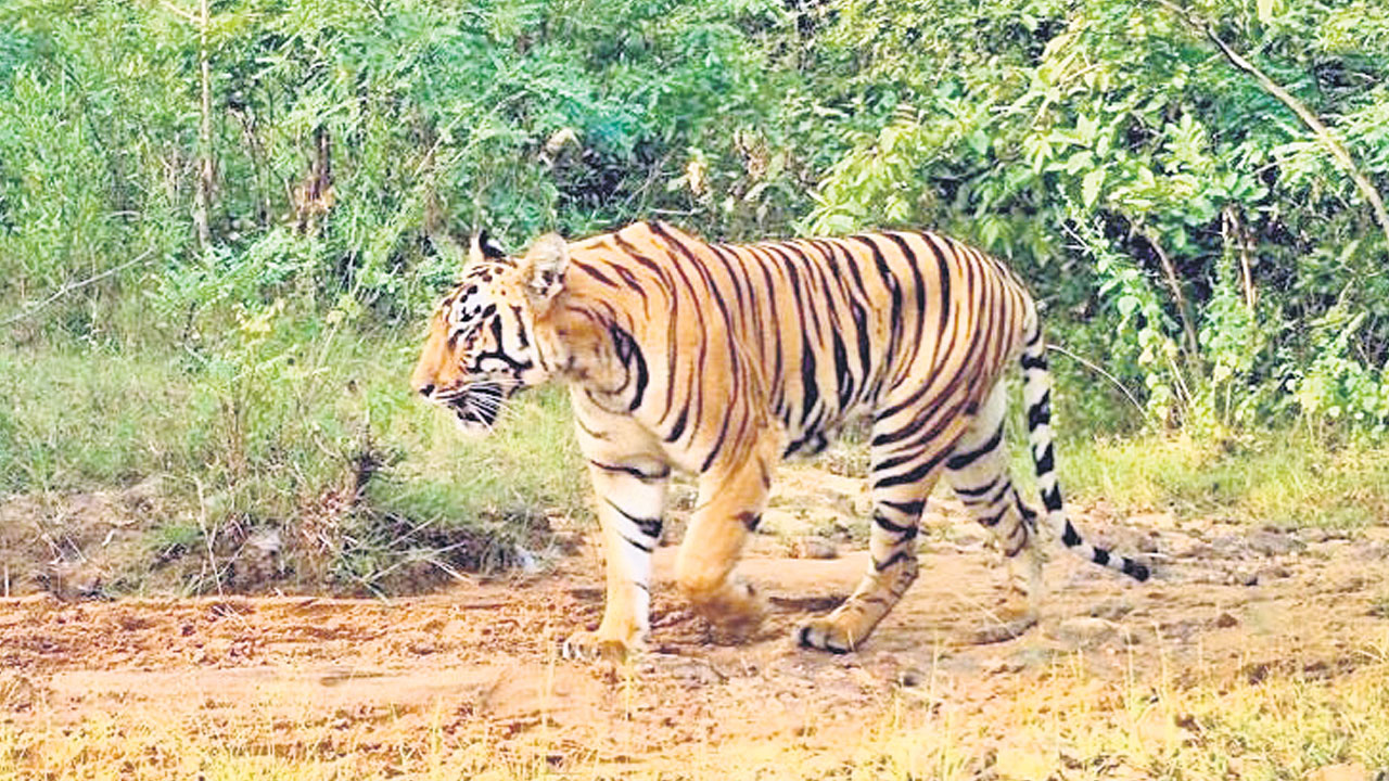 ఎస్‌-6 సేఫ్‌