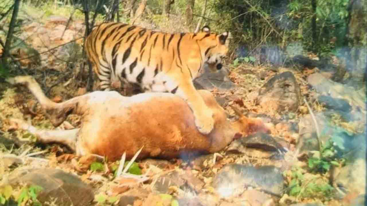 దరిగాం అడవుల్లో ఆడ పులి సేఫ్‌