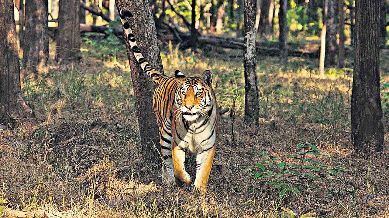 Pench Tiger Reserve | దేశంలోనే తొలి డార్క్‌ స్కై పార్క్‌గా పెంచ్‌ టైగర్‌ రిజర్వ్‌
