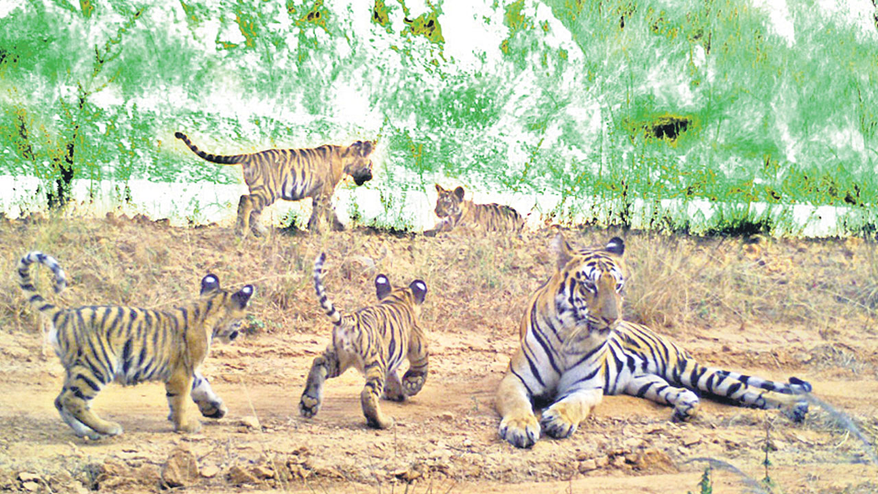 ఆ పులులెక్కడ