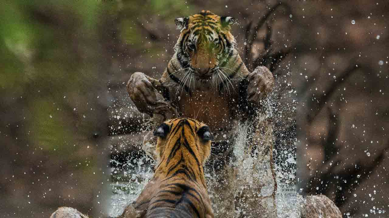 Tigers | అభయారణ్యంలో ఆధిపత్య పోరు.. కొత్తవాటి రాకను ఒప్పుకోక  పులుల మధ్య భీకర యుద్ధం
