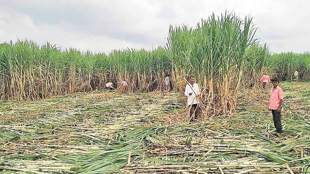 తీపి పండించే రైతుకు చేదు అనుభవం