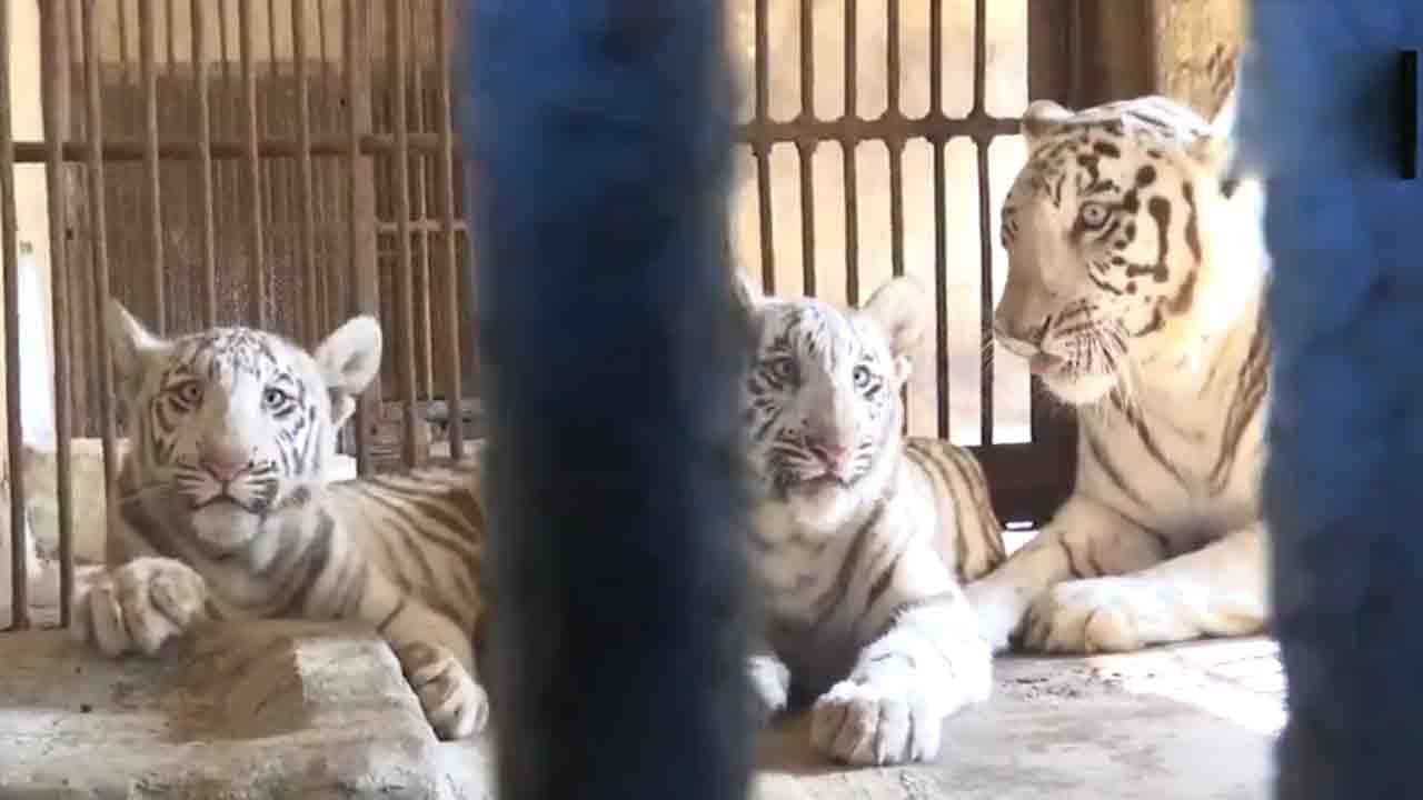 Tiger Cubs | తల్లితో కలిసి భారీ ఎన్క్లోజర్లోకి తెల్లపులి పిల్లలు.. Video