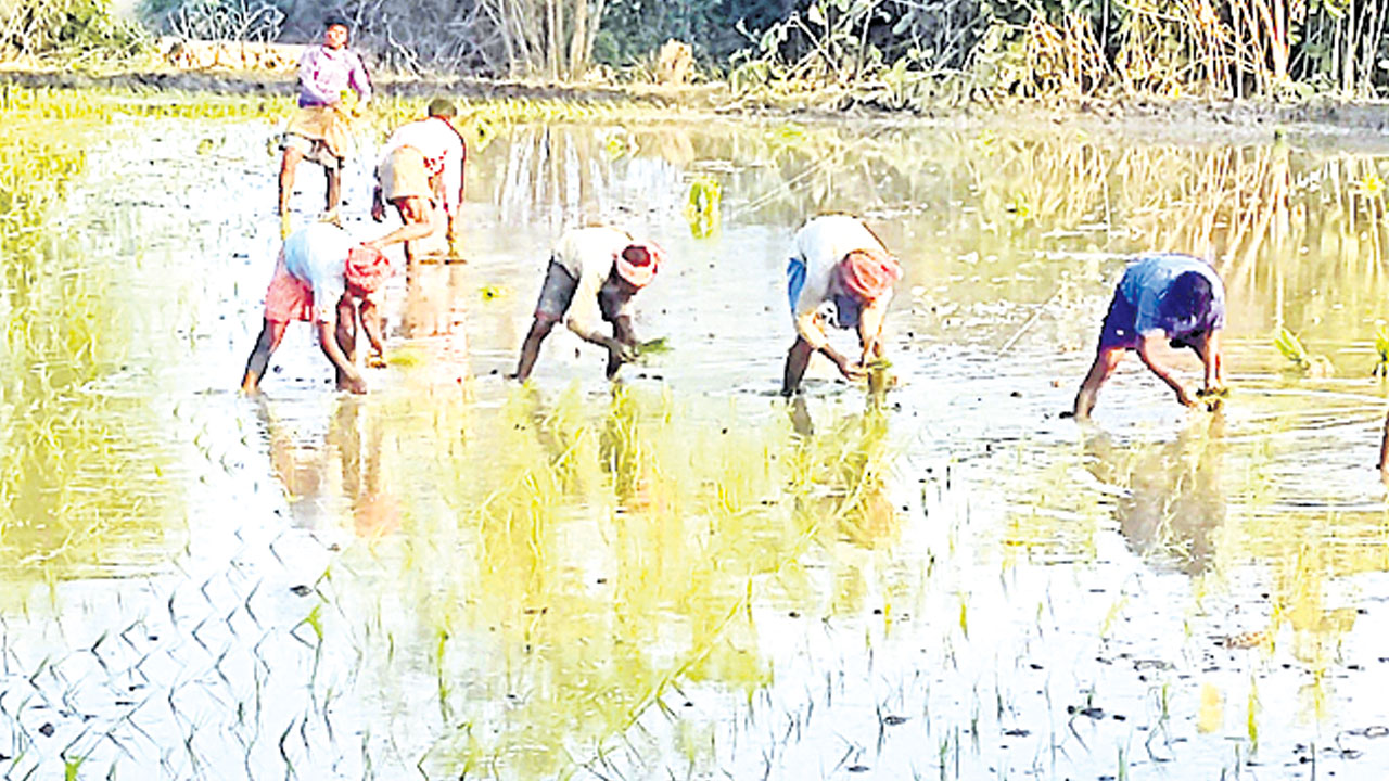 వలస కూలీలతో వరి నాట్లు