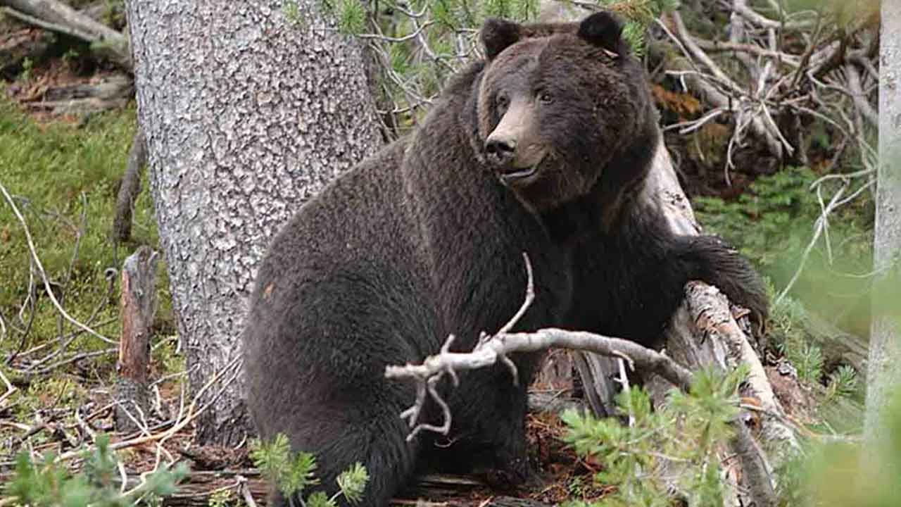 ఎలుగుబంటి కలకలం రెండు రోజుల్లో ఇద్దరిపై దాడి