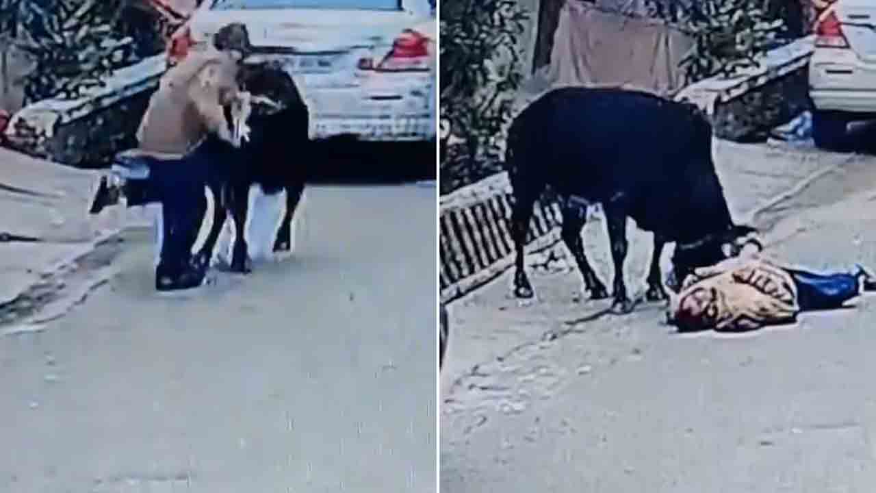 Viral Video | వృద్ధుడిపై ఎద్దు దాడి.. కొమ్ముల‌తో పొడిచి చంపింది..