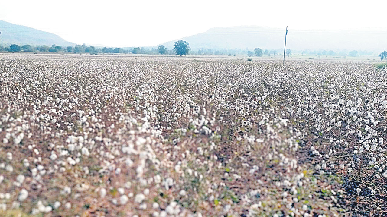 చేలల్లోనే తెల్లబంగారం