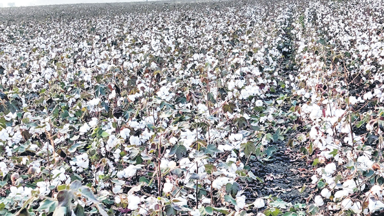 Cotton Farmers