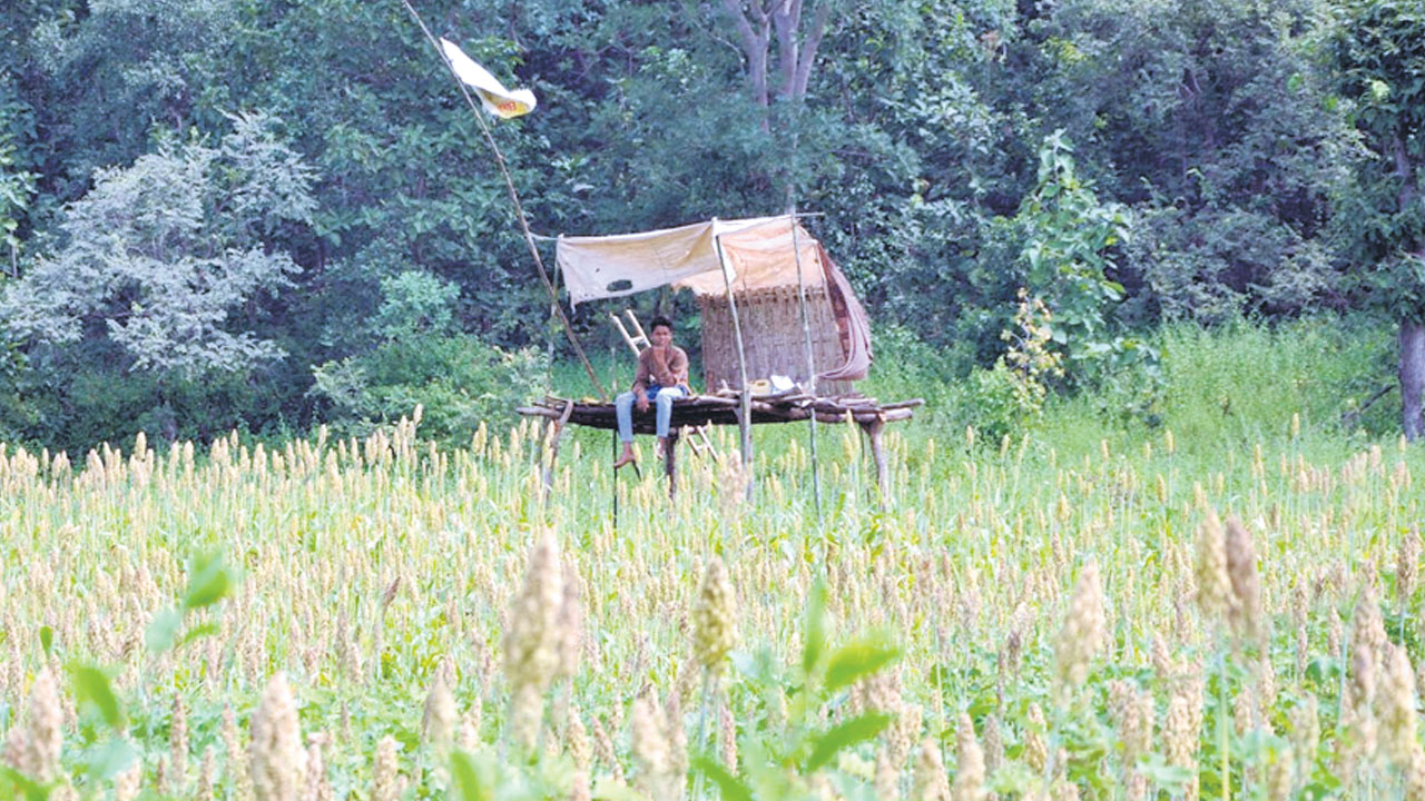 పెట్టుబడులు తగ్గించేలా.. దిగుబడులు పెంచేలా..