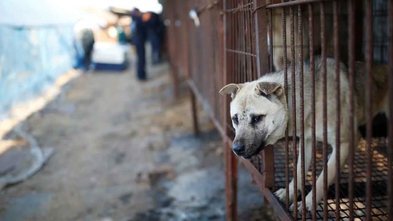 దక్షిణ కొరియాలో కుక్క మాంసంపై నిషేధం
