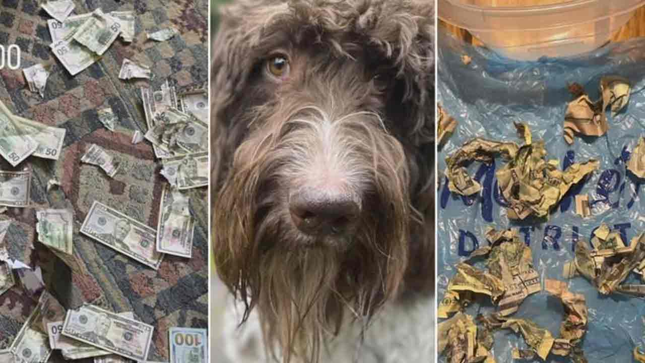 Viral Video: 4వేల డాల‌ర్ల క‌రెన్సీ నోట్ల‌ను న‌మిలేసిన‌ శున‌కం.. వీడియో