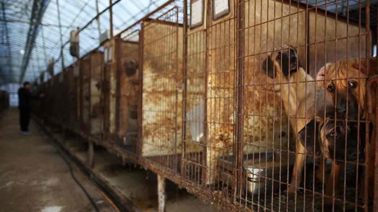 Dog Meat: కుక్క మాంసం తింటే 3 ఏళ్లు జైలు శిక్ష‌..  ద‌క్షిణ కొరియా కొత్త చ‌ట్టం