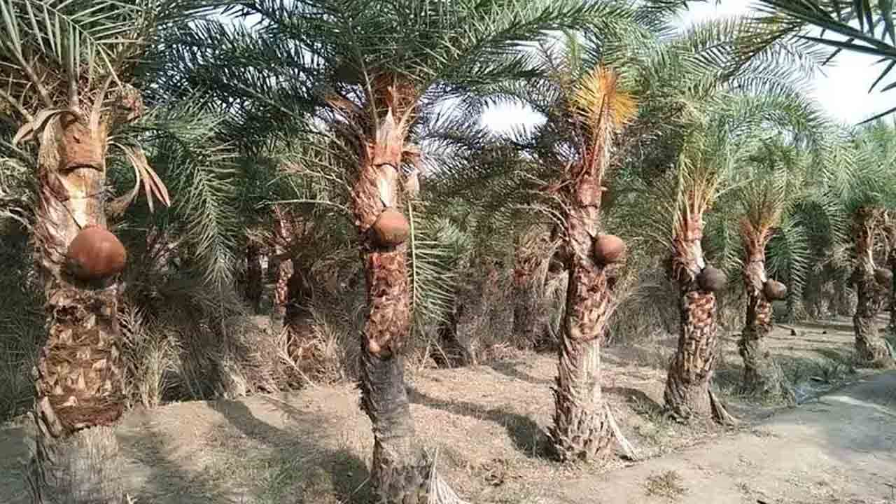 Medak | మెద‌క్ జిల్లాలో 2 వేల ఈత చెట్లు ద‌గ్ధం