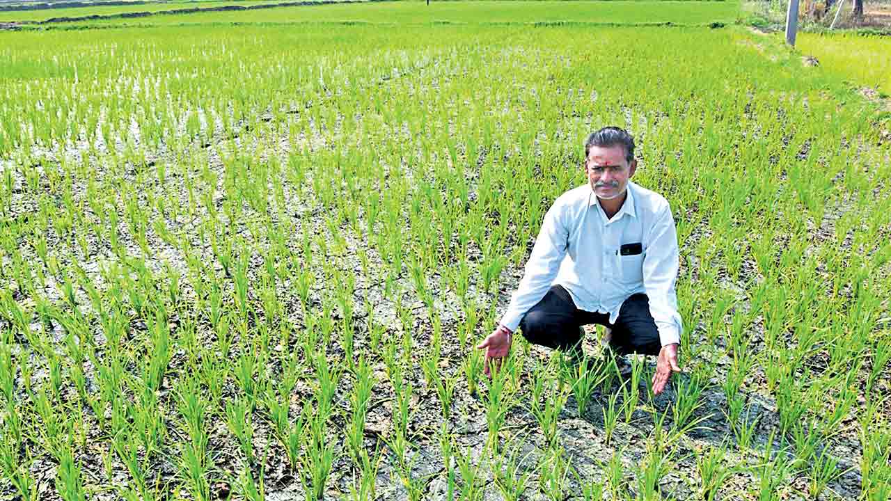 SRSP | ఎండుతున్న ఎస్సారెస్పీ ఆయకట్టు.. యాసంగి సాగును చుట్టిముట్టిన నీటి కష్టాలు