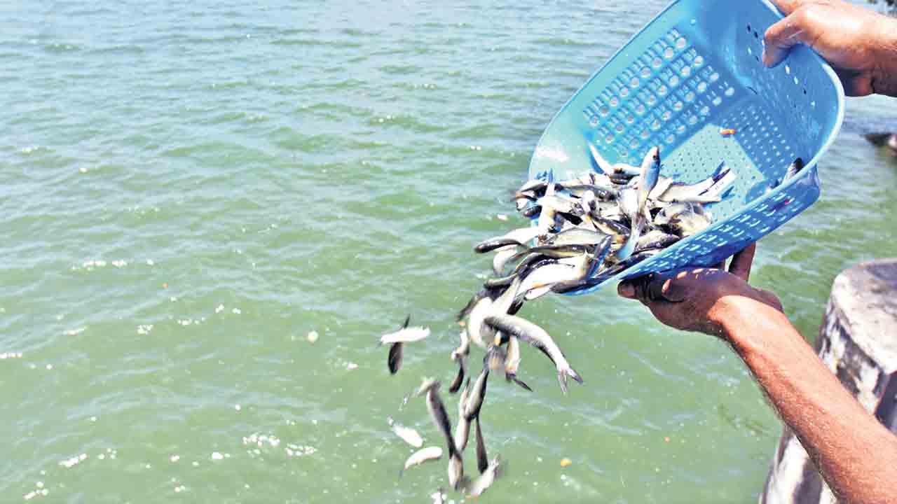 Fish Seeds | చేప చేప.. ఎక్కడున్నావ్‌?.. ఉచిత చేప పిల్లల పంపిణీ పథకంపై సందిగ్ధం
