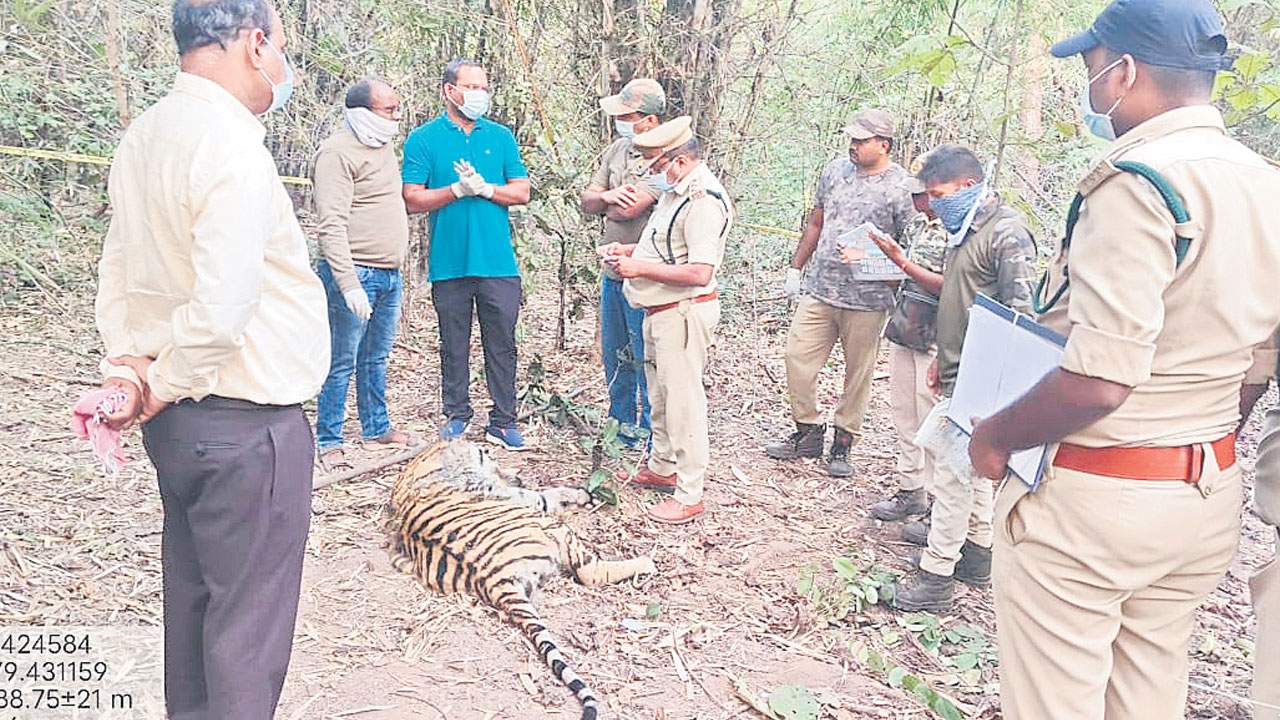 ఆపదలో పులి