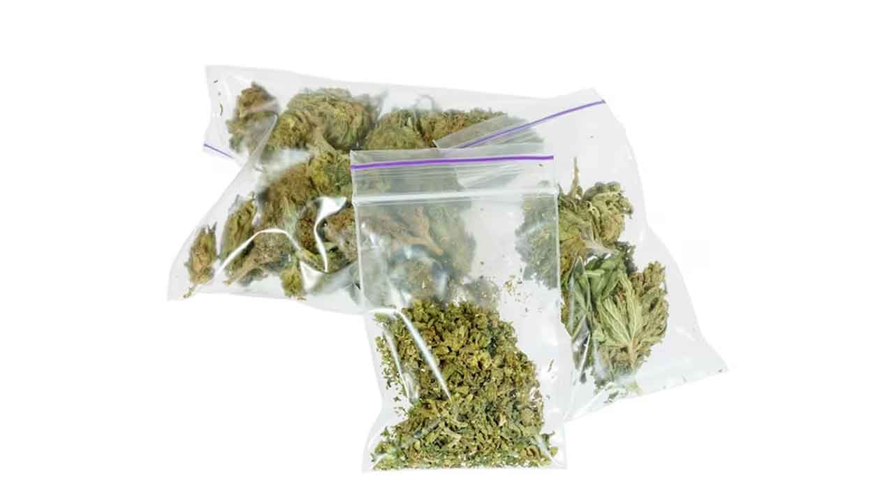 పట్టుబడిన గంజాయి గ్యాంగ్‌