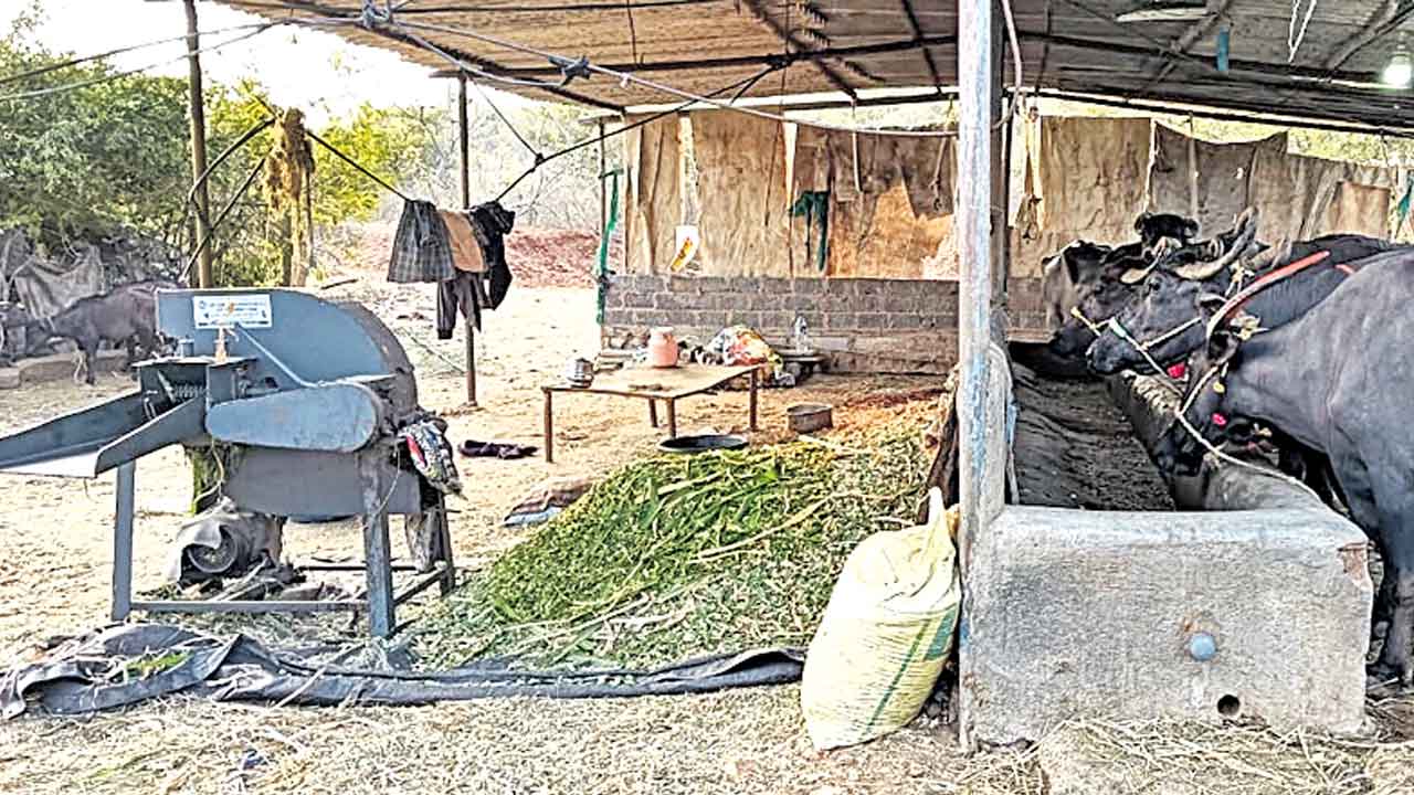 Telangana | గడ్డికోత యంత్రాలకు కమర్షియల్‌ కనెక్షన్‌ తీసుకోవాల్సిందే.. రైతులపై విద్యుత్తు అధికారుల ఒత్తిడి