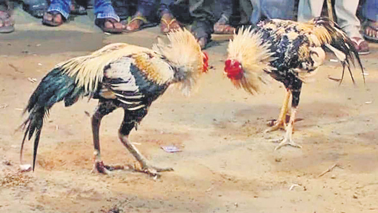 కోళ్ల పందెం.. రెఢీ