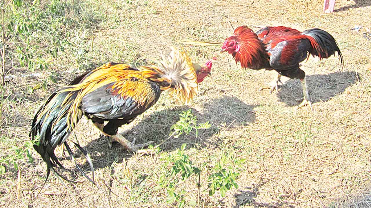 సీమాంధ్రలో సయ్యాటకు హైదరాబాద్‌ కోళ్లు