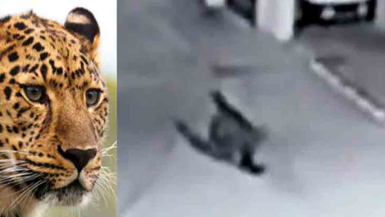 Leopard | శంషాబాద్ శివారులో చిరుత సంచారం..! ఎంత వ‌ర‌కు నిజం..?