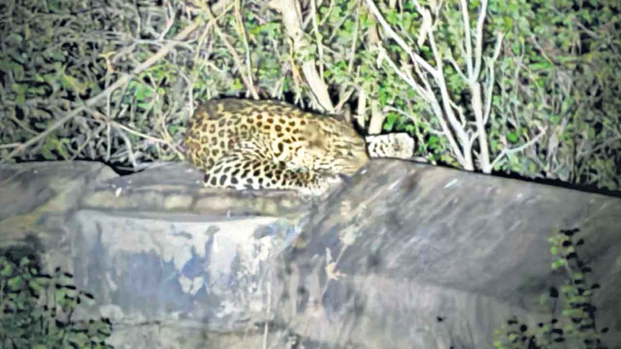 శ్రీశైలం పరిసరాల్లో చిరుత సంచారం