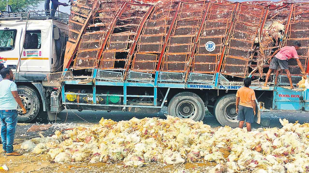 కోళ్లలారీ బోల్తా.. ఎగబడ్డ జనం