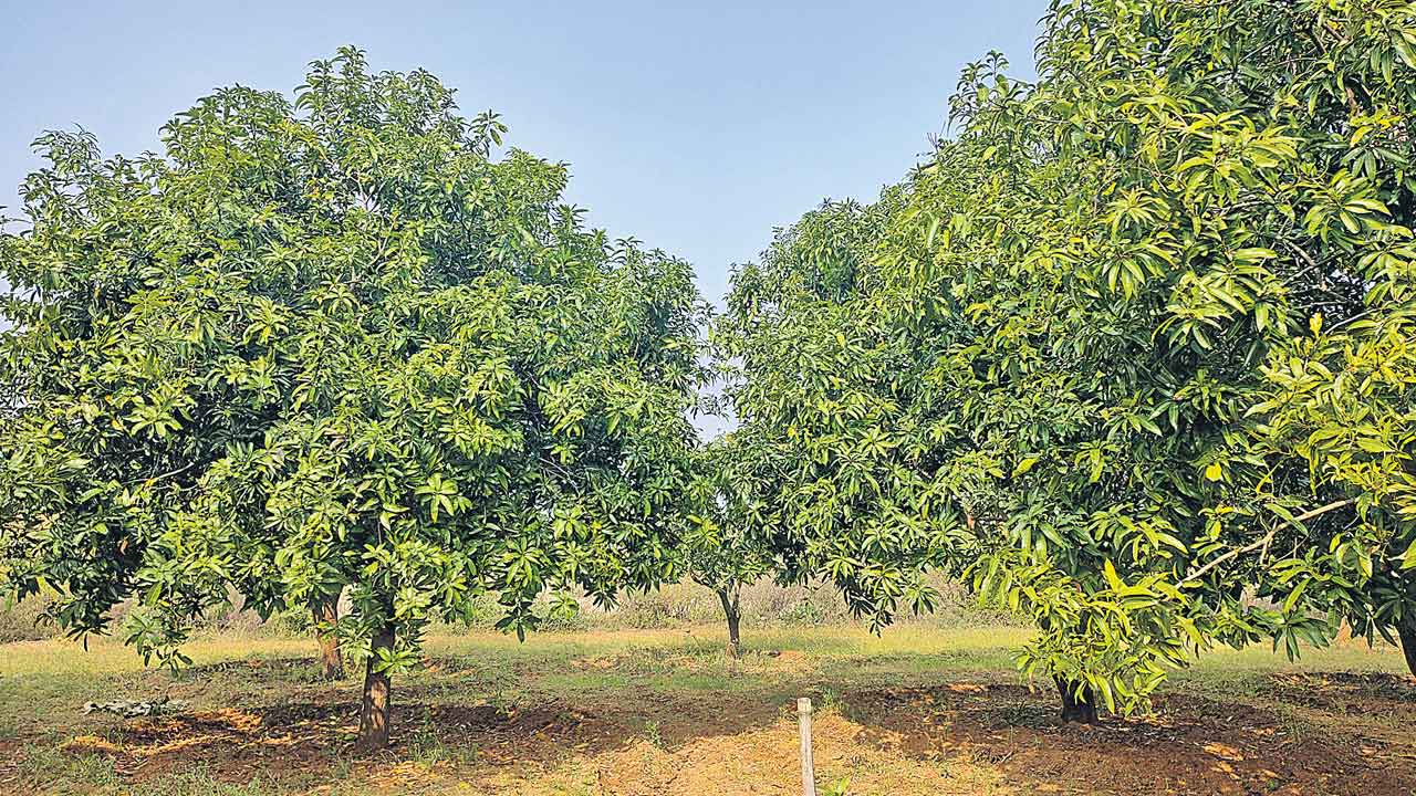 చలి తీవ్రత.. కనిపించని మామిడి పూత