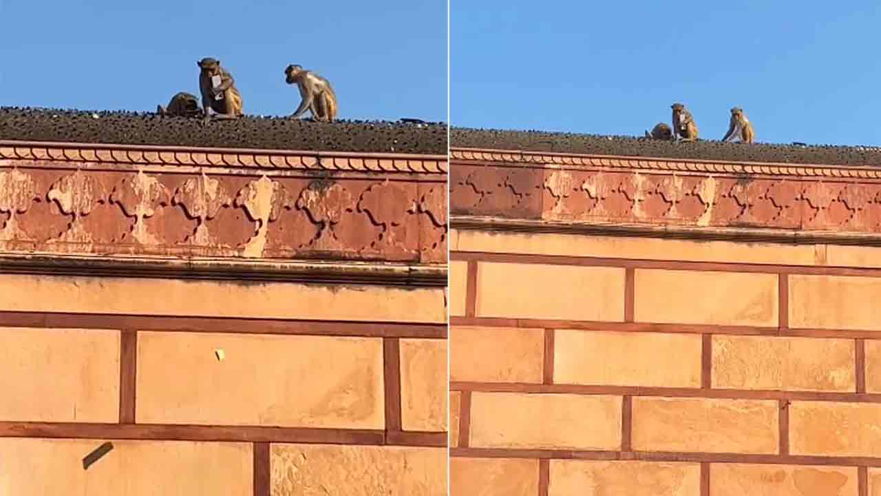 iPhone : వృందావ‌న్ గుడిలో ఐఫోన్ ఎత్తుకెళ్లిన కోతి.. ఎప్పుడు తిరిగి ఇచ్చిందంటే.. వీడియో