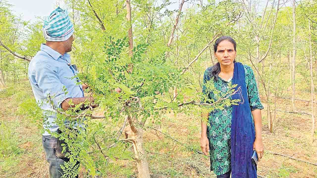 మునగ సేద్యం.. లాభాలు ఘనం