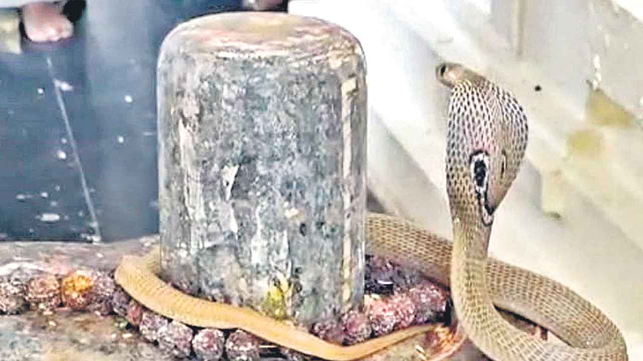 శివలింగంపై నాగుపాము నాట్యం