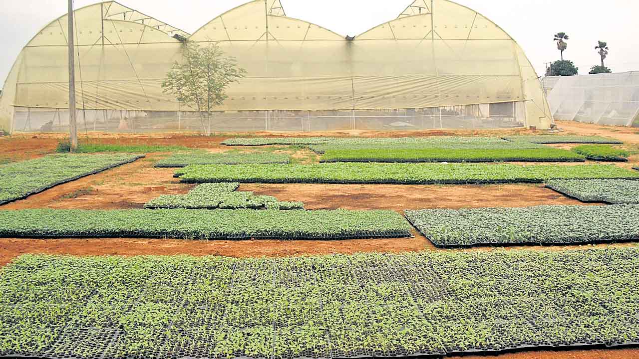 కూరగాయల నారుకు భలే డిమాండ్‌