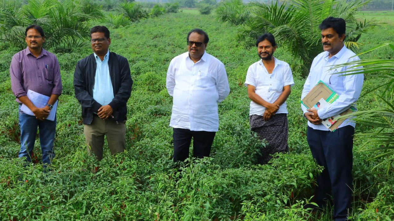 ఆయిల్‌ పామ్‌లో అంతర పంటలతో అధిక లాభం