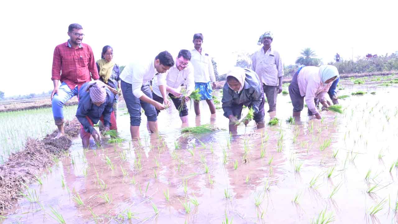 Peddapalli | కూలీలతో కలిసి వరి నాట్లు వేసిన కలెక్టర్ ముజమ్మిల్ ఖాన్
