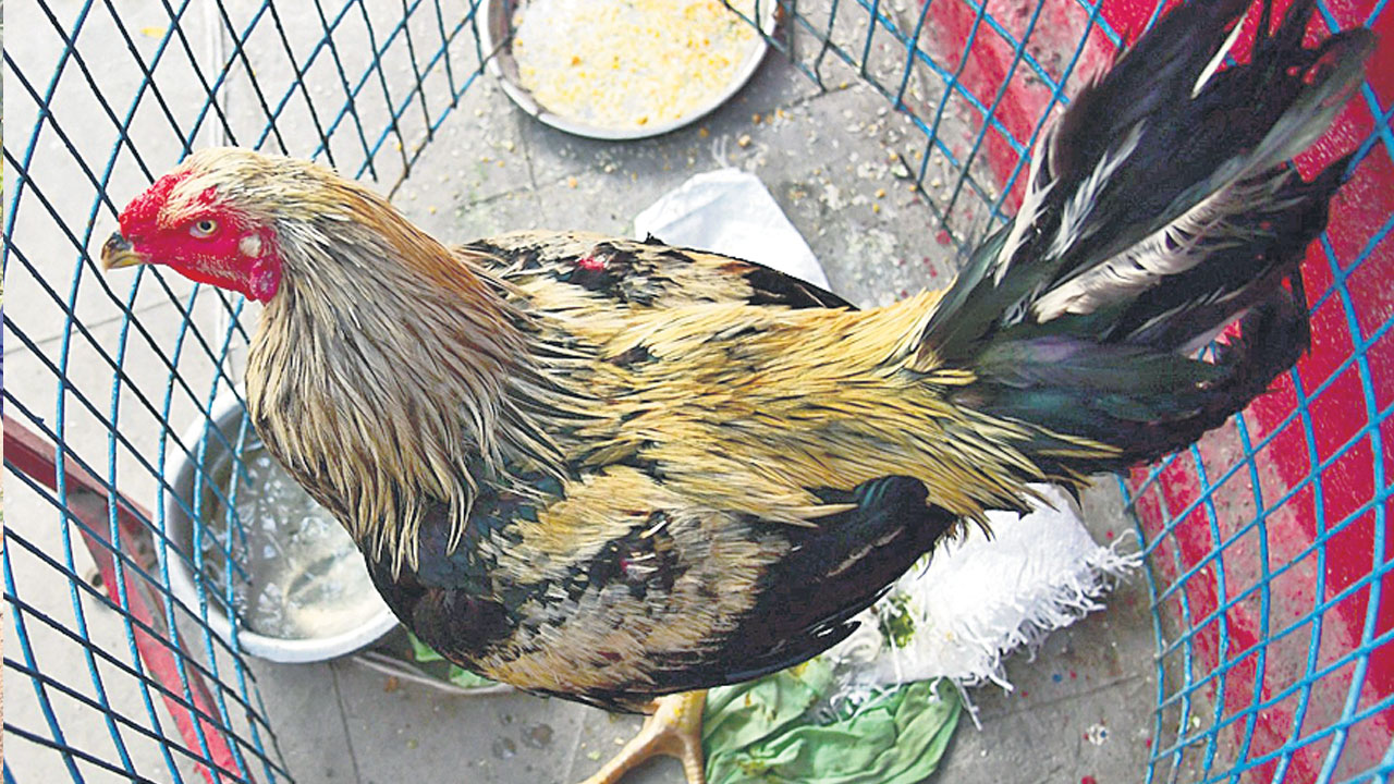 నేడు పందెం కోడికి వేలం