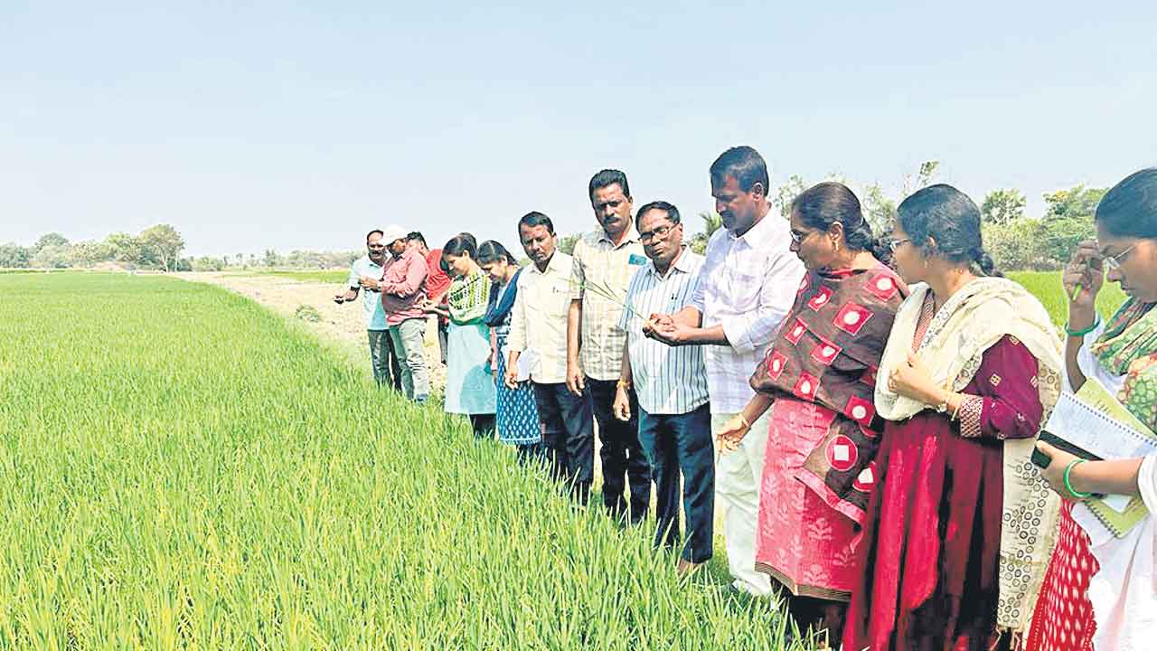 వరికి కాండం తొలిచే పురుగు