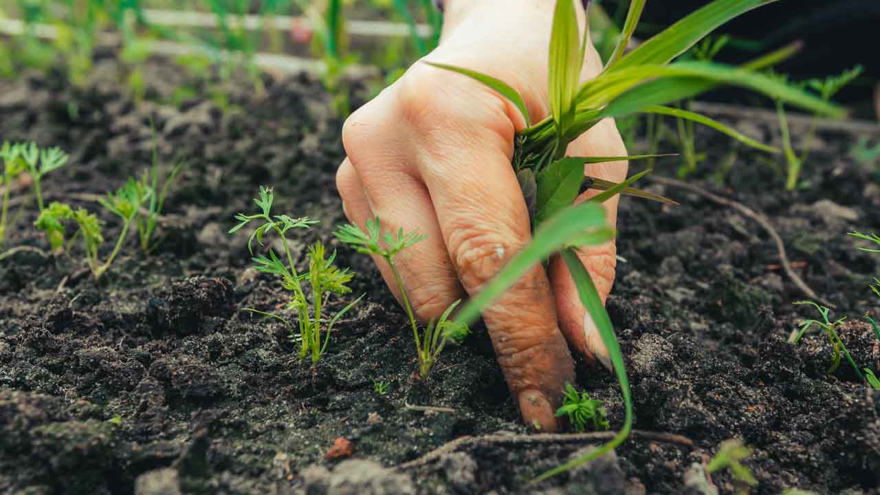 Podu Farmers | మొక్కలు తొలగించారని పోడు రైతులపై కేసులు.. కారేపల్లిలో ఉద్రిక్తత