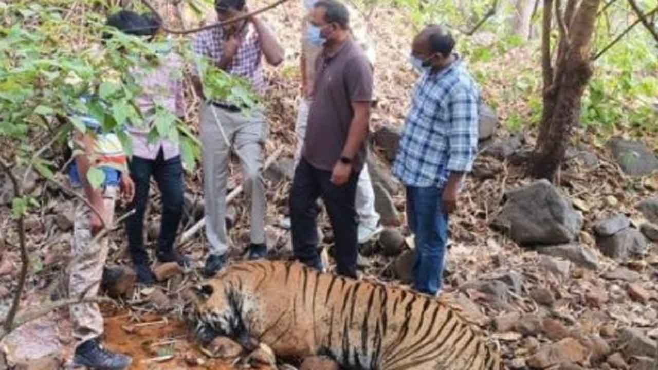 Tigers | విషం తిన్న మూడో పులి ఎక్కడ?.. మరో నాలుగు పులుల జాడ కోసం జల్లెడ
