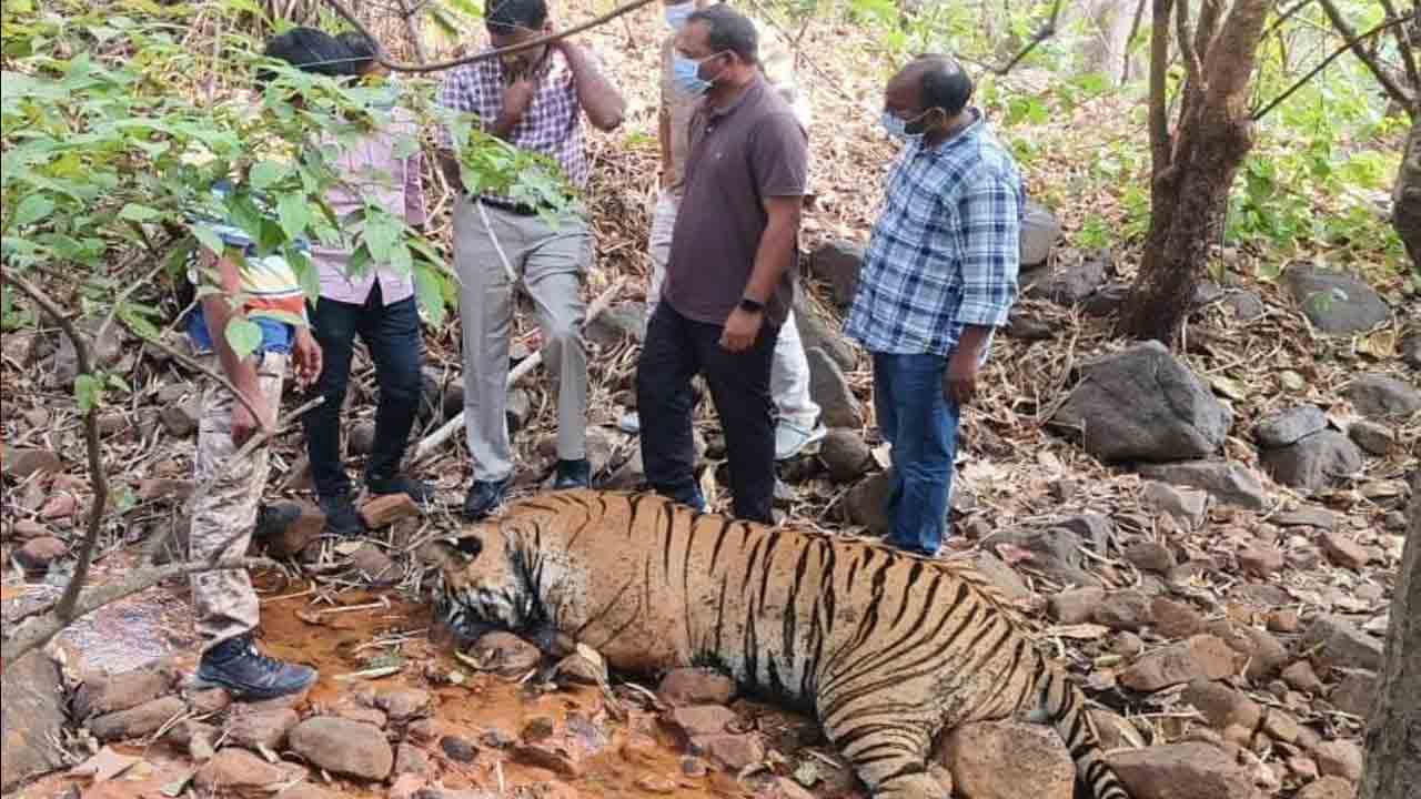 పులులపై విషప్రయోగం?