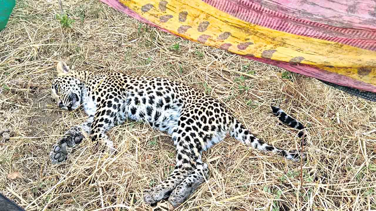 చిరుతల సంచారం.. స్థానికుల భయాందోళన