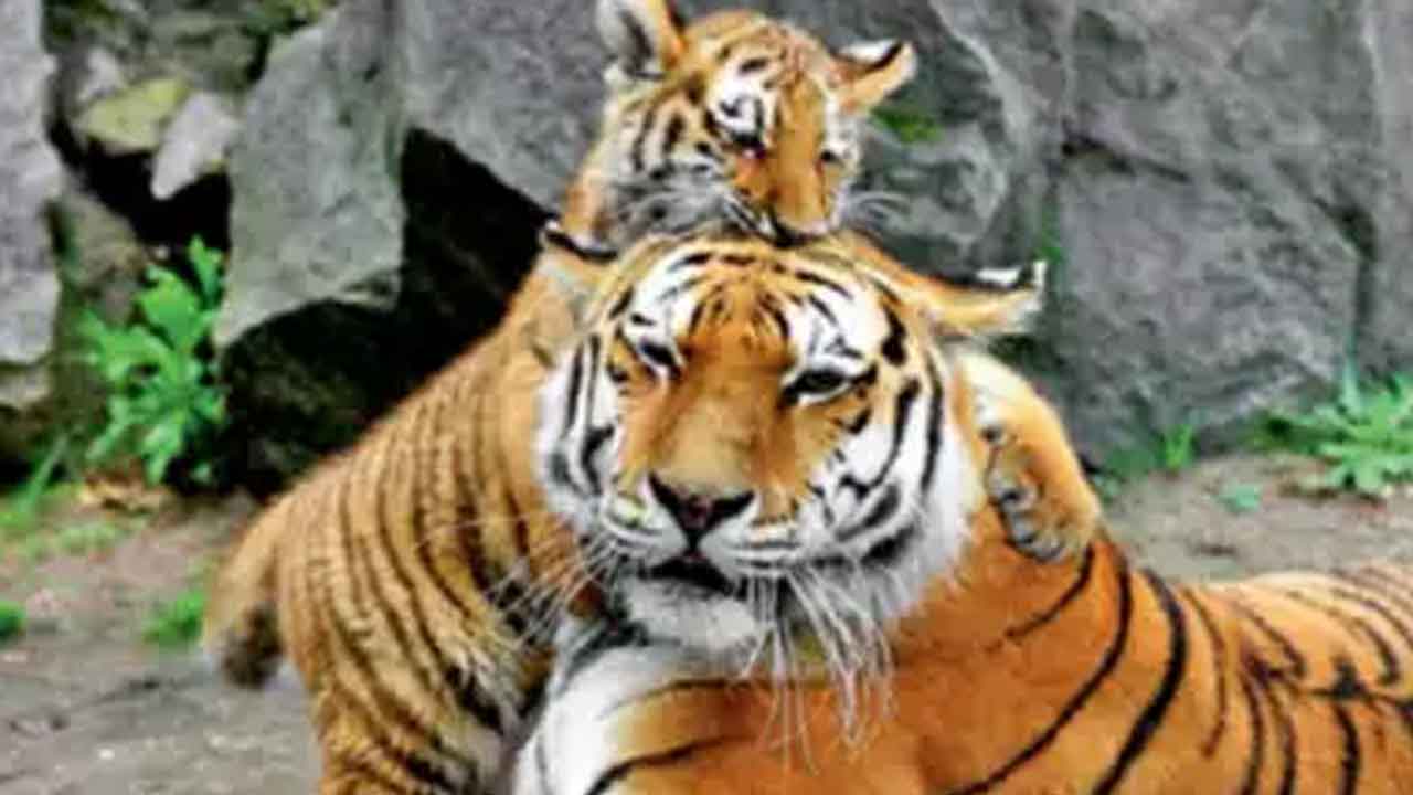 ఆసిఫాబాద్‌, కాగజ్‌నగర్‌ మధ్య పరిక్షణ రిజర్వ్‌