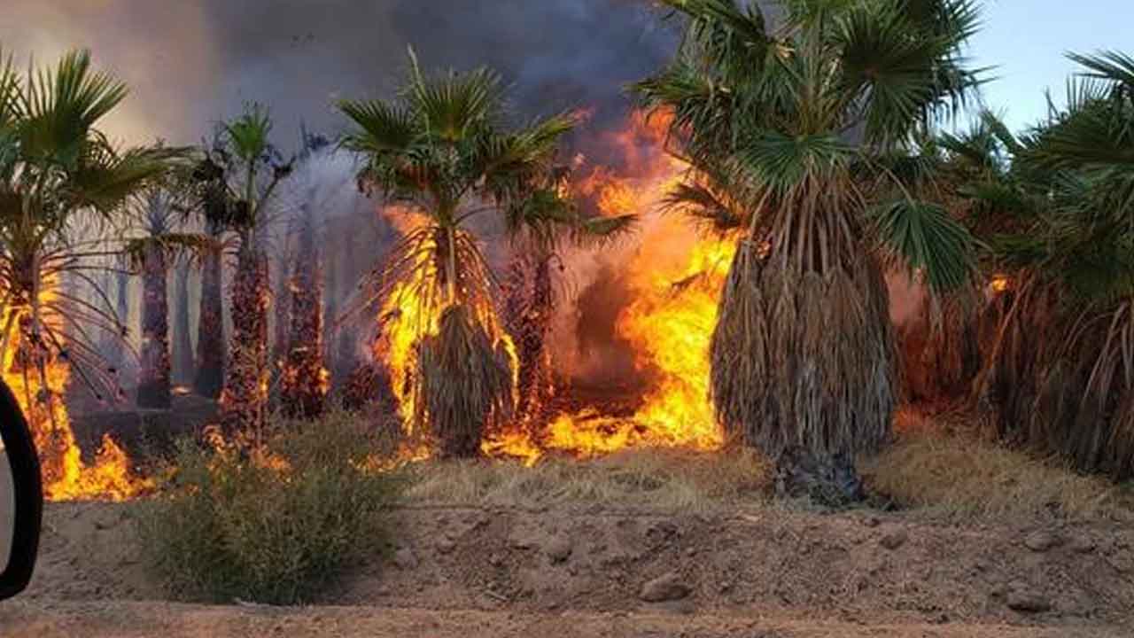 3 వేల ఈత చెట్లు దగ్ధం