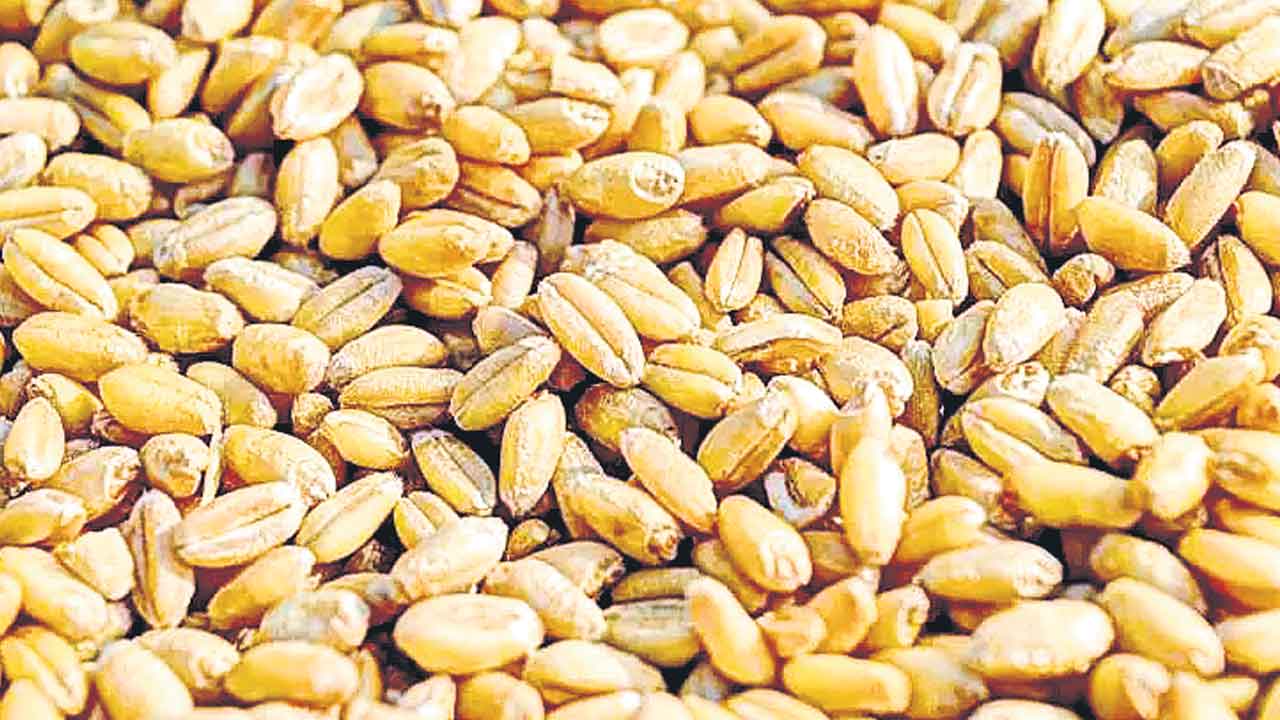 Wheat | దేశంలో గోధుమలకు కొరత.. ఏడేండ్లలో ఎన్నడూచూడని స్థాయికి క్షీణించిన నిల్వలు