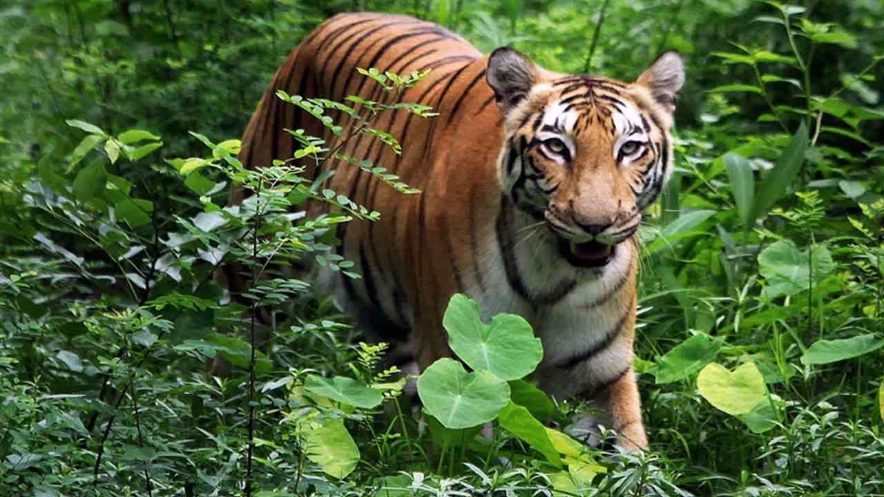 Adilabad | ఉమ్మడి ఆదిలాబాద్‌ జిల్లాలో వన్యప్రాణుల సంరక్షణకు చర్యలు.. మరణాలను అరికట్టేందుకు అటవీశాఖ ప్రయత్నాలు