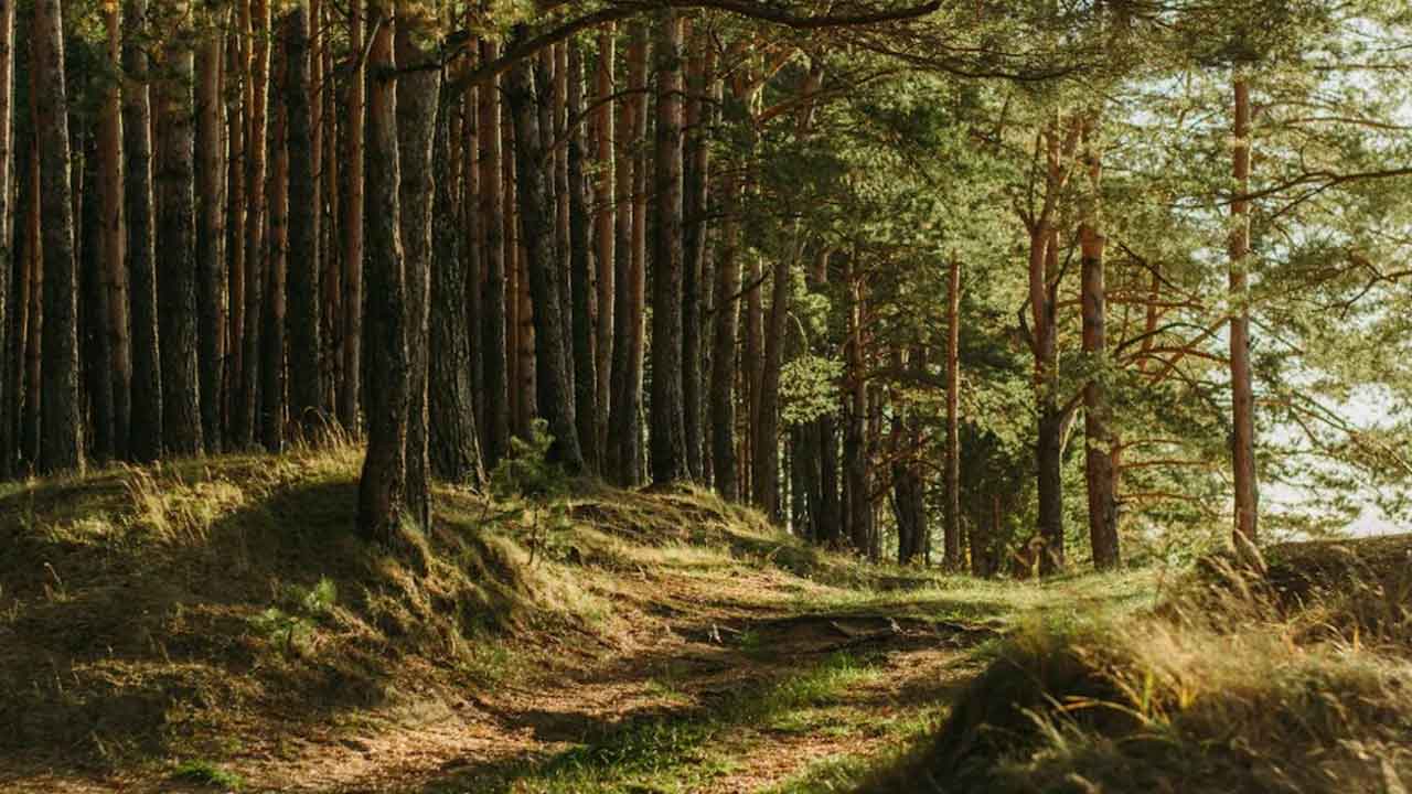 Oldest Forest | ప్రపంచంలోనే అత్యంత పురాతన అడవి ఎక్కడుందో తెలుసా?